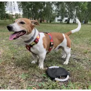 Frisbee dla psa RINGO czarny