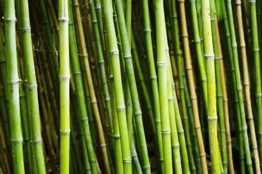 Bambus - idealny materiał wykonania praktycznych gadżetów reklamowych